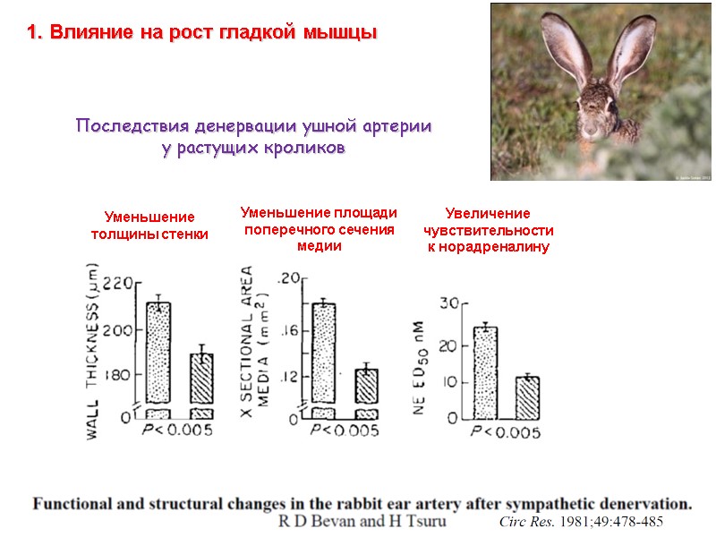 Последствия денервации ушной артерии   у растущих кроликов  1. Влияние на рост